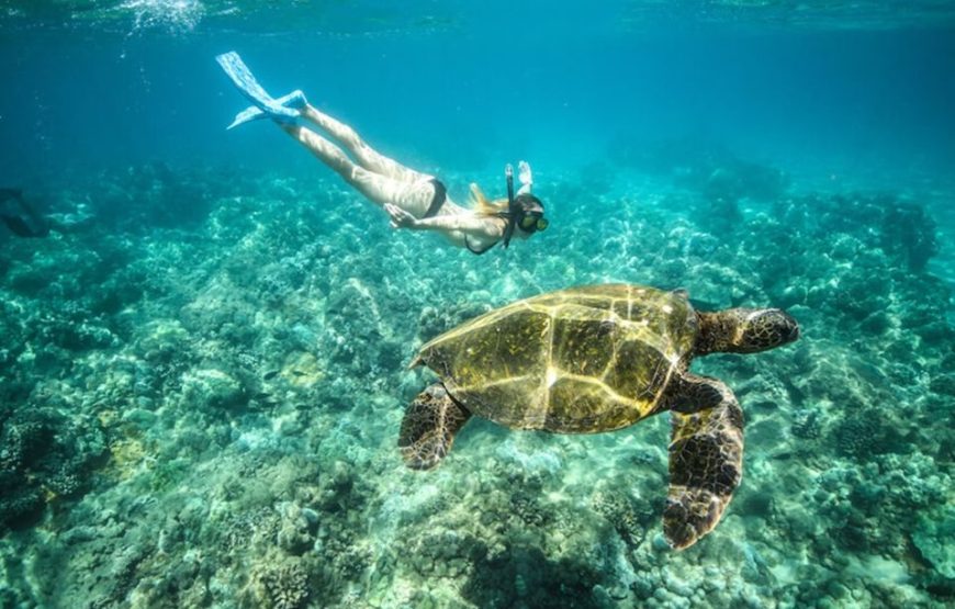 ABU DABBAB AUSFLUG SCHWIMMEN MIT SCHILDKRÖTEN