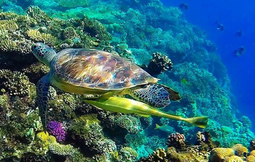 ABU DABBAB AUSFLUG SCHWIMMEN MIT SCHILDKRÖTEN