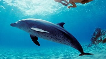 Tourists watching wild dolphins during a boat trip in Hurghada