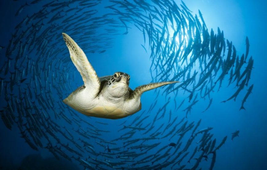 ABU DABBAB AUSFLUG SCHWIMMEN MIT SCHILDKRÖTEN