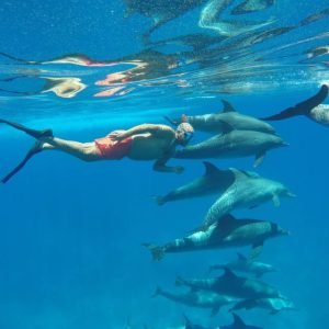 Delfinschwimmen in Hurghada – Schwimmen mit Delfinen im Roten Meer