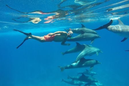Delfinschwimmen in Hurghada – Schwimmen mit Delfinen im Roten Meer