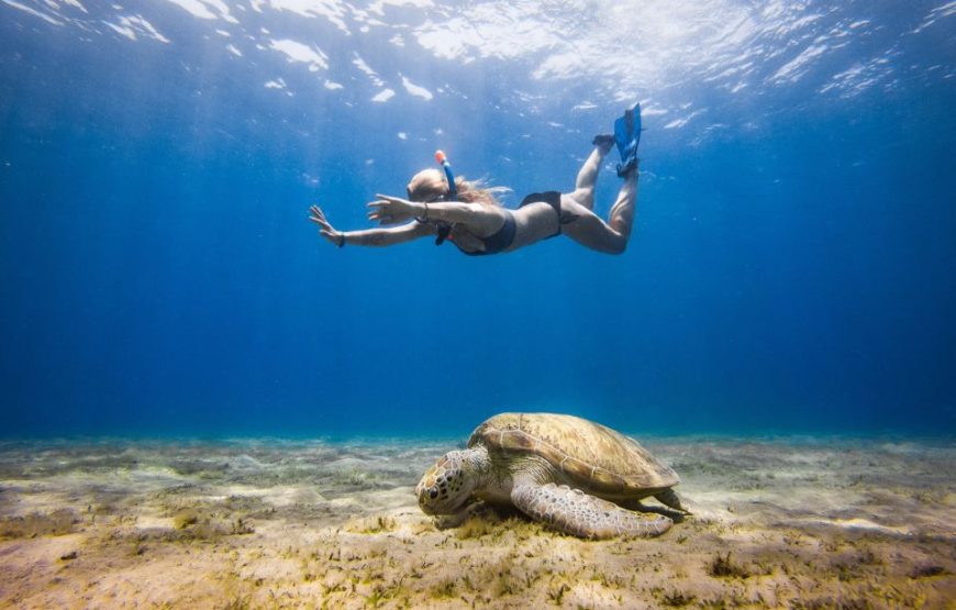 ABU DABBAB AUSFLUG SCHWIMMEN MIT SCHILDKRÖTEN