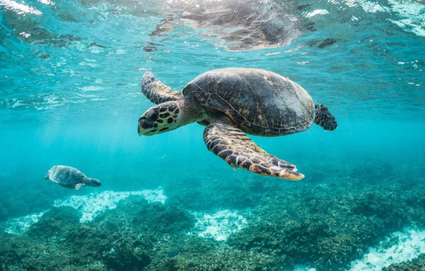 ABU DABBAB AUSFLUG SCHWIMMEN MIT SCHILDKRÖTEN