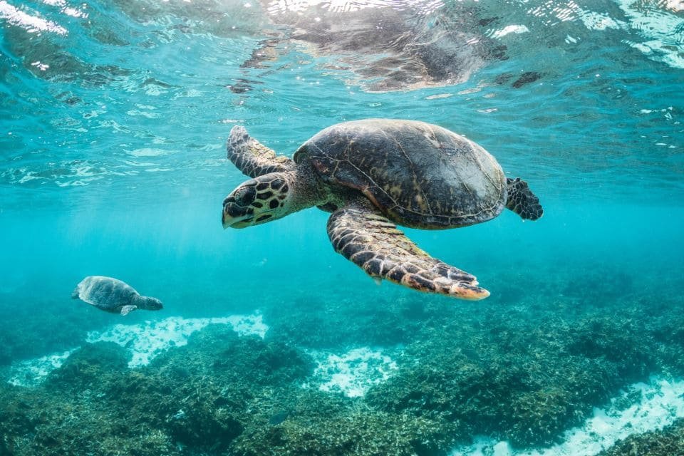 Trendy Tours Red Sea