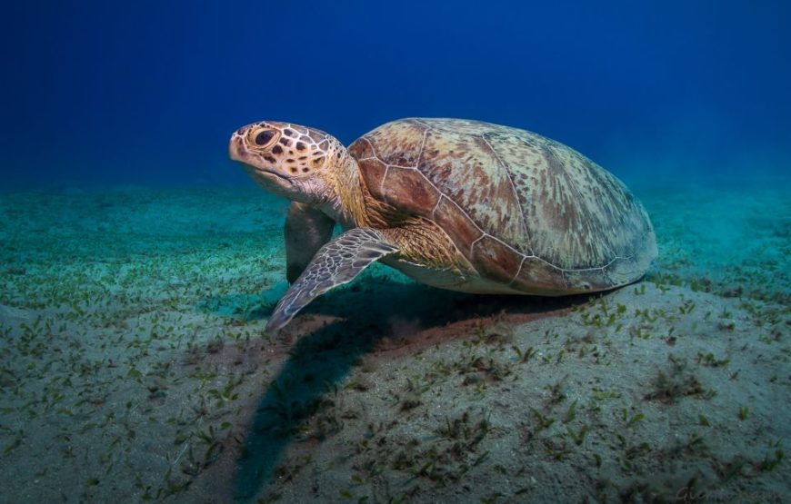 ABU DABBAB AUSFLUG SCHWIMMEN MIT SCHILDKRÖTEN