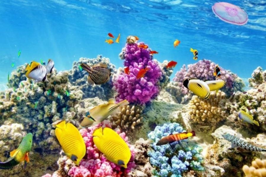 FULL DAY SNORKELING TOUR IN SHARM EL NAGA