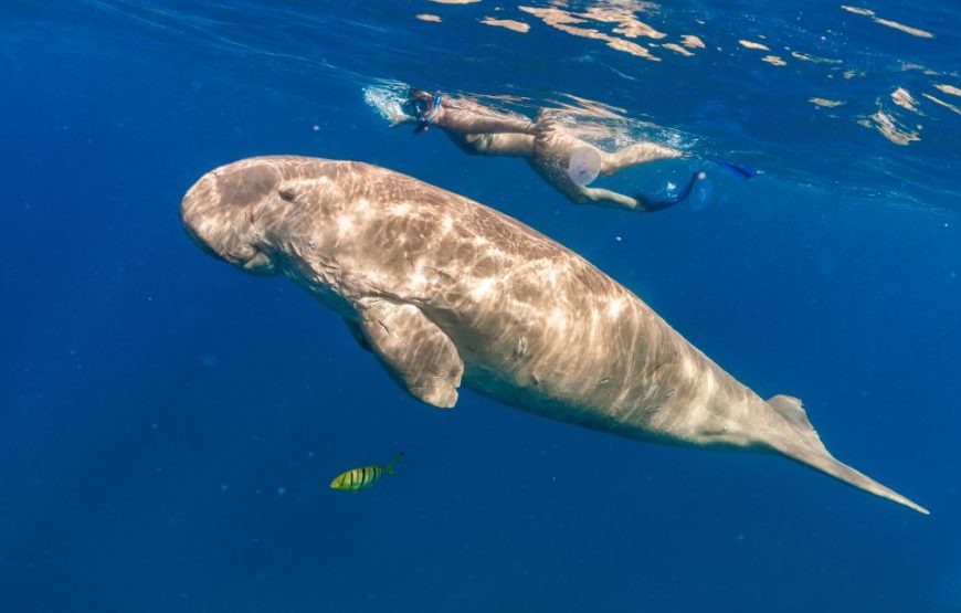 ABU DABBAB AUSFLUG SCHWIMMEN MIT SCHILDKRÖTEN