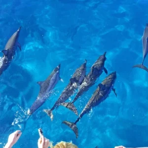 Freilebende Delfine beobachten und mit ihnen schwimmen