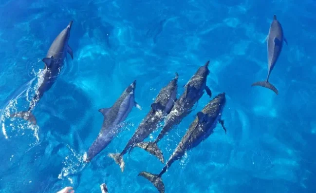 Freilebende Delfine beobachten und mit ihnen schwimmen