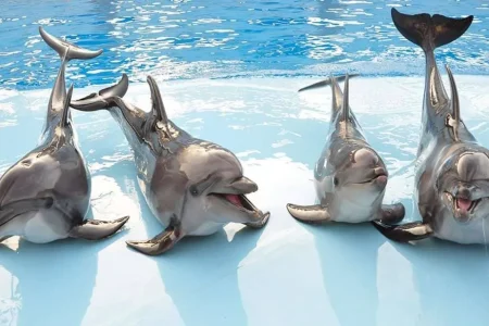 DELFINSHOW IN DER DELFIN WORLD MAKADI : TICKET UND TRANSFER