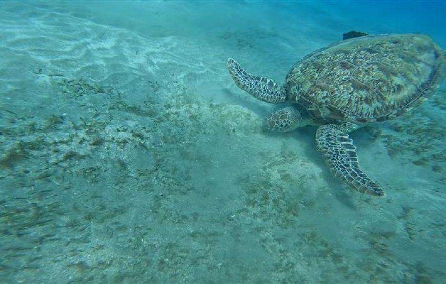 ABU DABBAB AUSFLUG SCHWIMMEN MIT SCHILDKRÖTEN