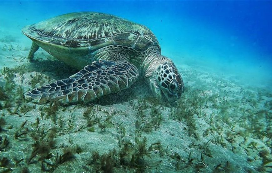 ABU DABBAB AUSFLUG SCHWIMMEN MIT SCHILDKRÖTEN