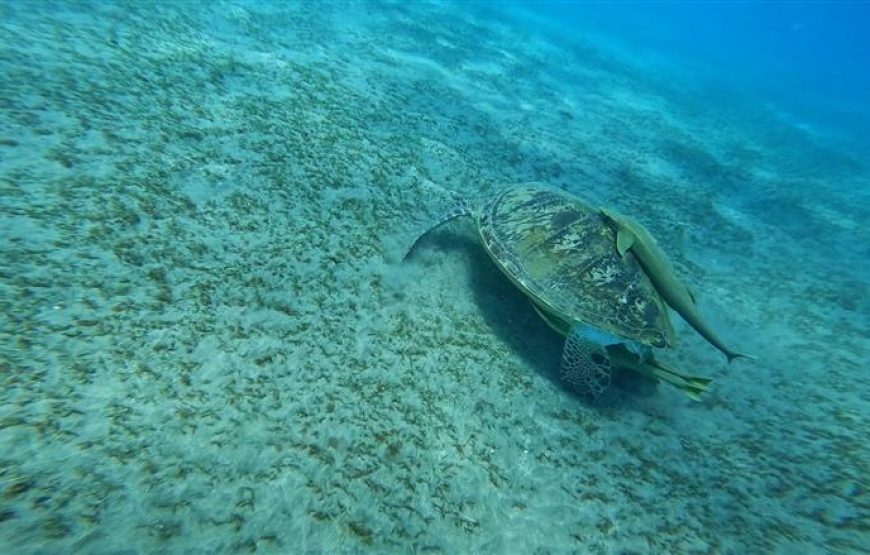 ABU DABBAB AUSFLUG SCHWIMMEN MIT SCHILDKRÖTEN