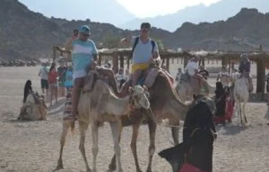 BUGGY SAFARI ABENTEUER