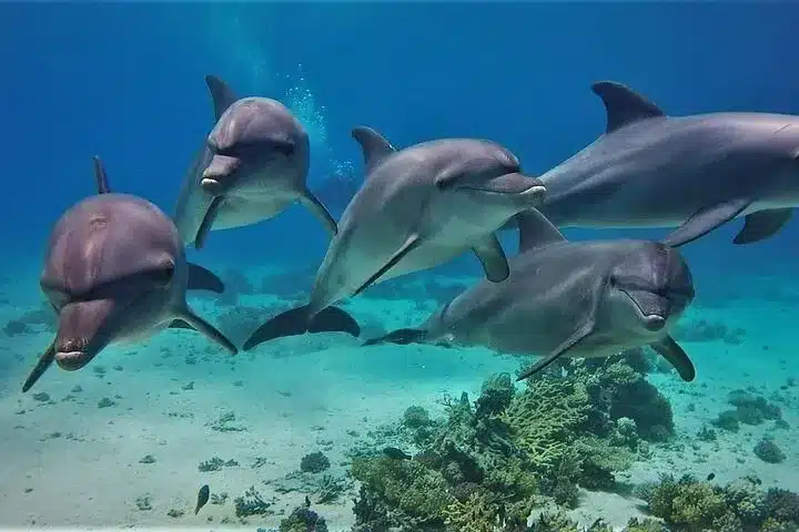 The Best Time to See Dolphins in Hurghada: Weather, Seasons and Sea Conditions