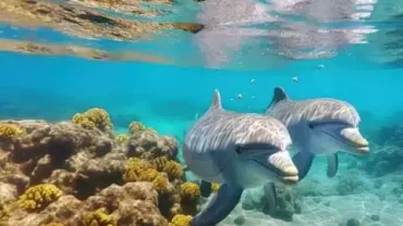 delfine hurghada jahreszeit