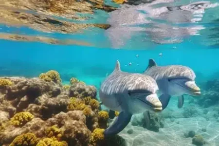 Delfine Hurghada Jahreszeit – Wann ist die beste Zeit für Delfine im Roten Meer?