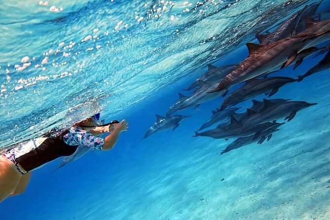 dolphin reef hurghada