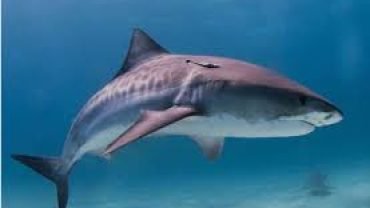 Shark Attacks in Hurghada
