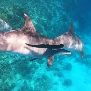 Elite VIP Delfin Ausflug Hurghada