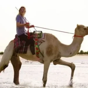 Camel Riding