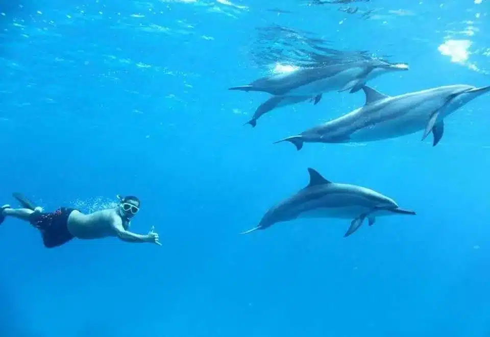 Hurghada swimming with Dolphin Hurghada swimming with Dolphin