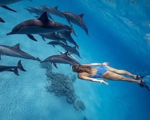 swim with dolphins hurghada egypt swim with dolphins hurghada egypt