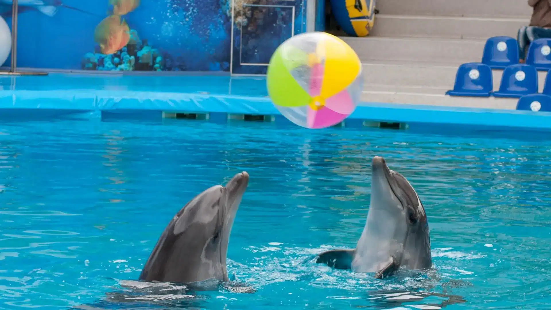 Delfin World Makadi – Delfinshow und Schwimmen mit Delfinen Delfin World Makadi – Delfinshow und Schwimmen mit Delfinen