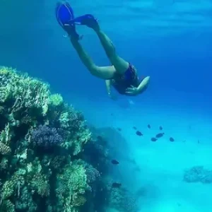 Marine Day Trips Exploring the Red Sea